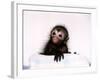 Black Spider Monkey Pedro at Colchester Zoo, 1994-null-Framed Photographic Print