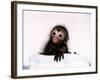 Black Spider Monkey Pedro at Colchester Zoo, 1994-null-Framed Photographic Print