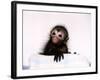 Black Spider Monkey Pedro at Colchester Zoo, 1994-null-Framed Photographic Print