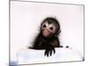 Black Spider Monkey Pedro at Colchester Zoo, 1994-null-Mounted Photographic Print