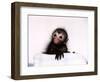 Black Spider Monkey Pedro at Colchester Zoo, 1994-null-Framed Photographic Print