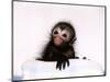 Black Spider Monkey Pedro at Colchester Zoo, 1994-null-Mounted Photographic Print