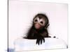 Black Spider Monkey Pedro at Colchester Zoo, 1994-null-Stretched Canvas