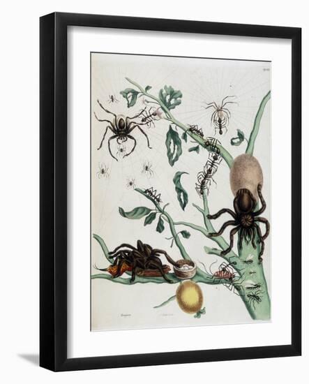 Black Spiders on Guajave Feeding on Ants or Catching Colobritgens in their Nest in Maria Sibylla Me-Maria Sibylla Graff Merian-Framed Giclee Print