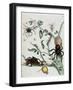 Black Spiders on Guajave Feeding on Ants or Catching Colobritgens in their Nest in Maria Sibylla Me-Maria Sibylla Graff Merian-Framed Giclee Print