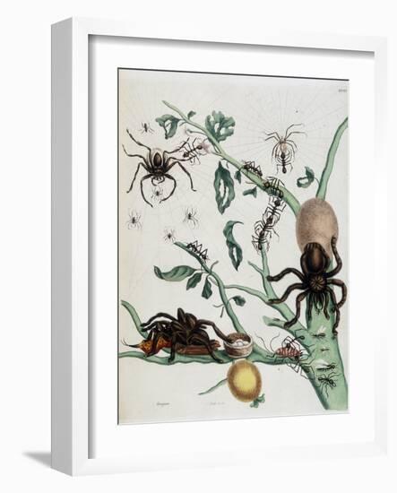 Black Spiders on Guajave Feeding on Ants or Catching Colobritgens in their Nest in Maria Sibylla Me-Maria Sibylla Graff Merian-Framed Giclee Print