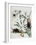 Black Spiders on Guajave Feeding on Ants or Catching Colobritgens in their Nest in Maria Sibylla Me-Maria Sibylla Graff Merian-Framed Giclee Print