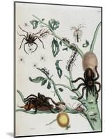 Black Spiders on Guajave Feeding on Ants or Catching Colobritgens in their Nest in Maria Sibylla Me-Maria Sibylla Graff Merian-Mounted Giclee Print