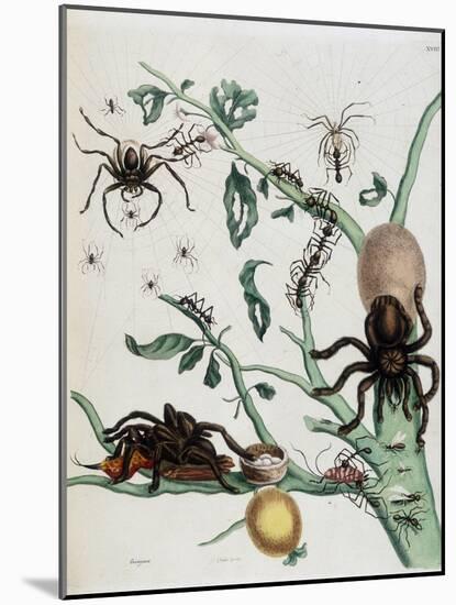 Black Spiders on Guajave Feeding on Ants or Catching Colobritgens in their Nest in Maria Sibylla Me-Maria Sibylla Graff Merian-Mounted Giclee Print