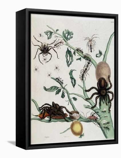 Black Spiders on Guajave Feeding on Ants or Catching Colobritgens in their Nest in Maria Sibylla Me-Maria Sibylla Graff Merian-Framed Stretched Canvas