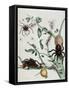 Black Spiders on Guajave Feeding on Ants or Catching Colobritgens in their Nest in Maria Sibylla Me-Maria Sibylla Graff Merian-Framed Stretched Canvas