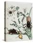 Black Spiders on Guajave Feeding on Ants or Catching Colobritgens in their Nest in Maria Sibylla Me-Maria Sibylla Graff Merian-Stretched Canvas