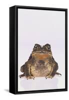 Black-Spined Toad-DLILLC-Framed Stretched Canvas