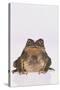 Black-Spined Toad-DLILLC-Stretched Canvas