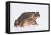 Black-Spined Toad-DLILLC-Framed Stretched Canvas