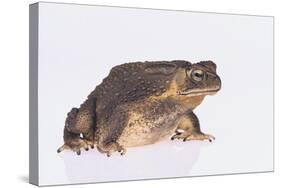 Black-Spined Toad-DLILLC-Stretched Canvas