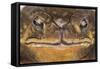 Black-Spined Toad-DLILLC-Framed Stretched Canvas