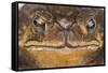 Black-Spined Toad-DLILLC-Framed Stretched Canvas