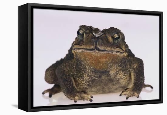 Black-Spined Toad-DLILLC-Framed Stretched Canvas