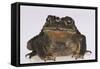 Black-Spined Toad-DLILLC-Framed Stretched Canvas