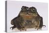 Black-Spined Toad-DLILLC-Stretched Canvas