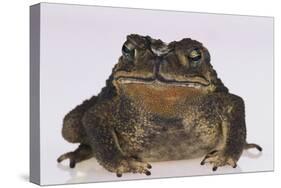 Black-Spined Toad-DLILLC-Stretched Canvas