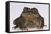 Black-Spined Toad-DLILLC-Framed Stretched Canvas