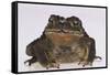 Black-Spined Toad-DLILLC-Framed Stretched Canvas