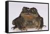 Black-Spined Toad-DLILLC-Framed Stretched Canvas