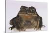 Black-Spined Toad-DLILLC-Stretched Canvas