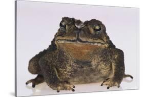 Black-Spined Toad-DLILLC-Stretched Canvas