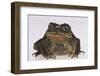 Black-Spined Toad-DLILLC-Framed Premium Photographic Print