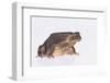 Black-Spined Toad-DLILLC-Framed Photographic Print