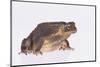 Black-Spined Toad-DLILLC-Mounted Photographic Print