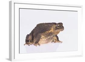 Black-Spined Toad-DLILLC-Framed Photographic Print