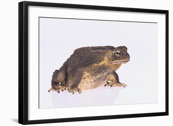 Black-Spined Toad-DLILLC-Framed Photographic Print