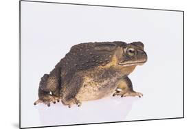 Black-Spined Toad-DLILLC-Mounted Photographic Print