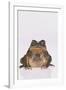 Black-Spined Toad-DLILLC-Framed Photographic Print