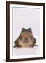 Black-Spined Toad-DLILLC-Framed Photographic Print