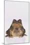 Black-Spined Toad-DLILLC-Mounted Photographic Print