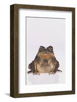 Black-Spined Toad-DLILLC-Framed Photographic Print