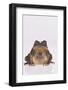 Black-Spined Toad-DLILLC-Framed Photographic Print