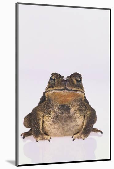 Black-Spined Toad-DLILLC-Mounted Photographic Print