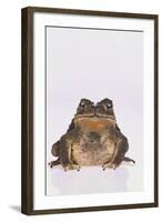 Black-Spined Toad-DLILLC-Framed Photographic Print