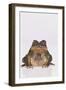 Black-Spined Toad-DLILLC-Framed Photographic Print