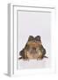 Black-Spined Toad-DLILLC-Framed Photographic Print