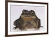 Black-Spined Toad-DLILLC-Framed Photographic Print