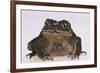 Black-Spined Toad-DLILLC-Framed Photographic Print