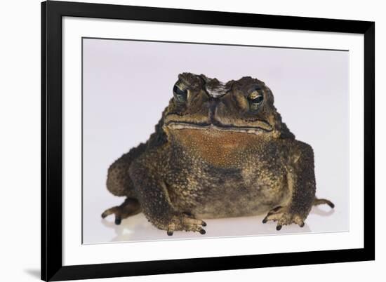 Black-Spined Toad-DLILLC-Framed Photographic Print