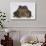 Black-Spined Toad-DLILLC-Framed Photographic Print displayed on a wall